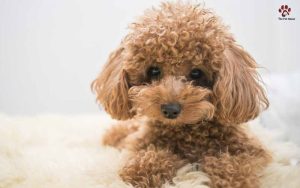 Tại sao phải sử dụng nước hoa cho chó mèo?