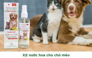 Có nên dùng nước hoa cho chó mèo thường xuyên không?