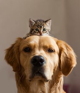 hình ảnh chó và mèo